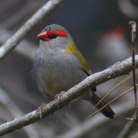 Red-browed Finch